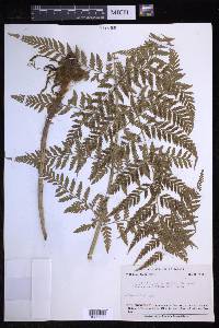 Dryopteris patula image