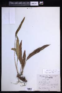 Elaphoglossum sartorii image