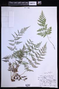 Dryopteris patula image