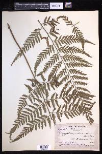 Dryopteris patula image