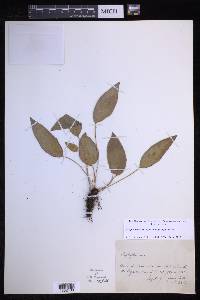 Elaphoglossum hybridum image