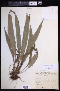 Elaphoglossum setigerum image