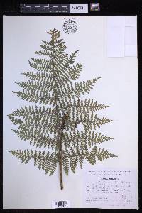 Dryopteris karwinskyana image