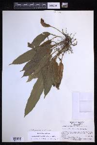 Elaphoglossum moritzianum image