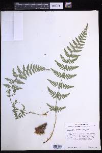 Dryopteris patula image