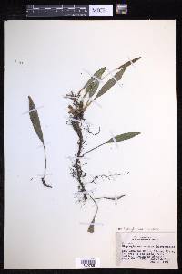 Elaphoglossum revolutum image