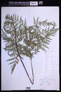 Dryopteris patula image