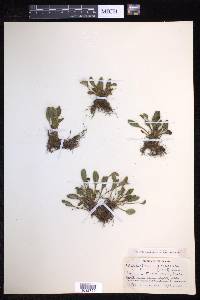 Elaphoglossum piloselloides image