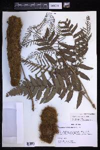 Polybotrya altescandens image