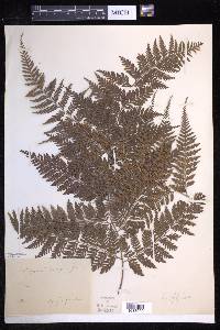 Parapolystichum effusum image