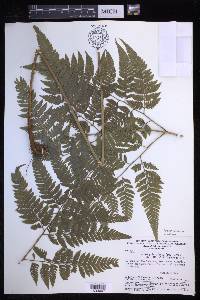 Parapolystichum effusum image