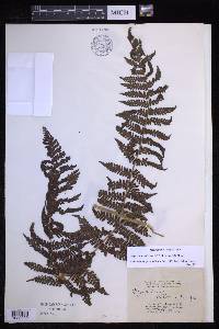 Megalastrum villosum image