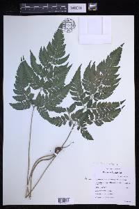 Polystichopsis chaerophylloides image