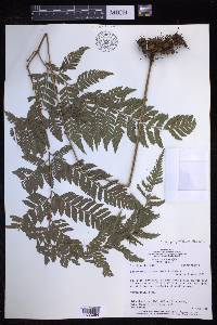 Parapolystichum effusum image