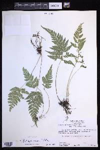 Polystichopsis pubescens image