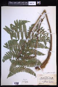 Parapolystichum effusum image