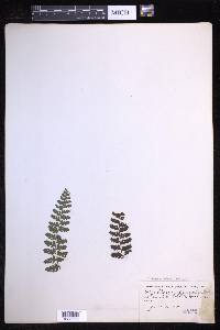 Parapolystichum effusum image