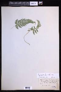 Polystichopsis pubescens image