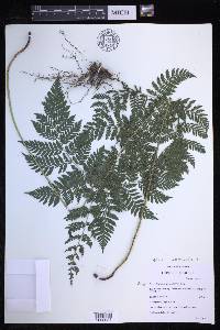 Parapolystichum effusum image