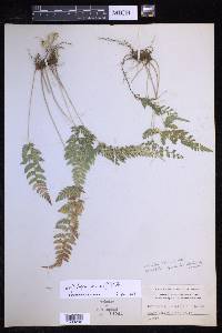 Polystichopsis pubescens image