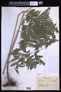 Parapolystichum effusum image