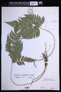 Polystichopsis chaerophylloides image