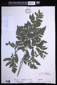 Polystichopsis chaerophylloides image