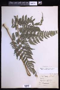 Parapolystichum effusum image