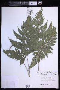 Polystichopsis chaerophylloides image