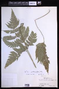 Polystichopsis chaerophylloides image