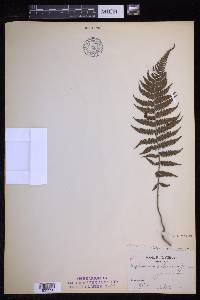 Polystichopsis pubescens image