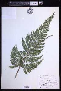 Parapolystichum effusum image