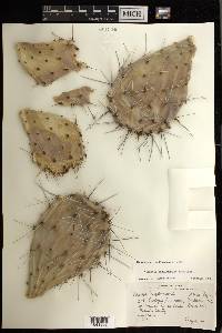 Opuntia engelmannii image