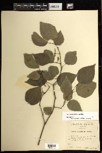 Piper jaliscanum image