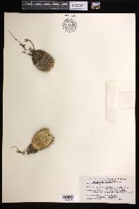 Mammillaria perbella image