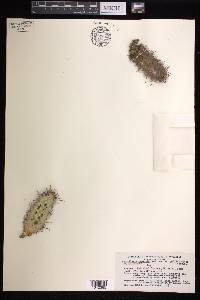 Mammillaria capensis image