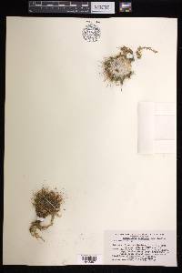 Mammillaria decipiens image