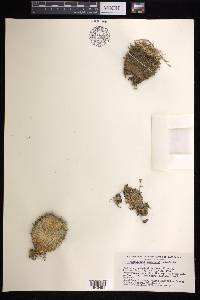 Mammillaria sempervivi image