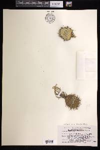 Mammillaria karwinskiana image