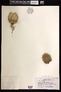 Mammillaria hahniana image