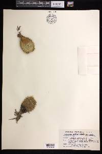 Mammillaria perbella image