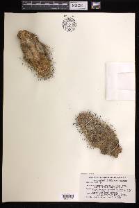 Mammillaria tetrancistra image