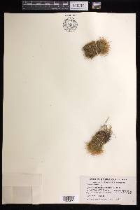 Mammillaria parkinsonii image