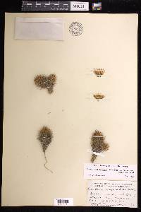 Mammillaria pottsii image