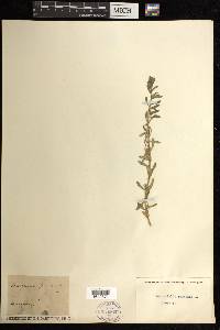 Mercurialis perennis image