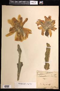 Disocactus crenatus image