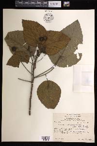 Macaranga quadriglandulosa image