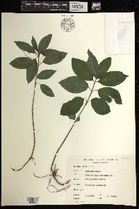 Mercurialis perennis image