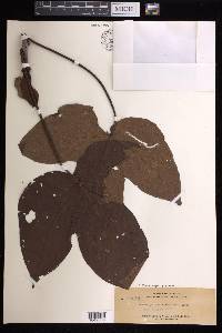 Macaranga pruinosa image