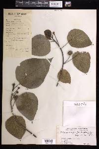 Macaranga quadriglandulosa image